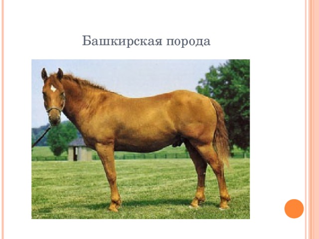 Башкирская порода 