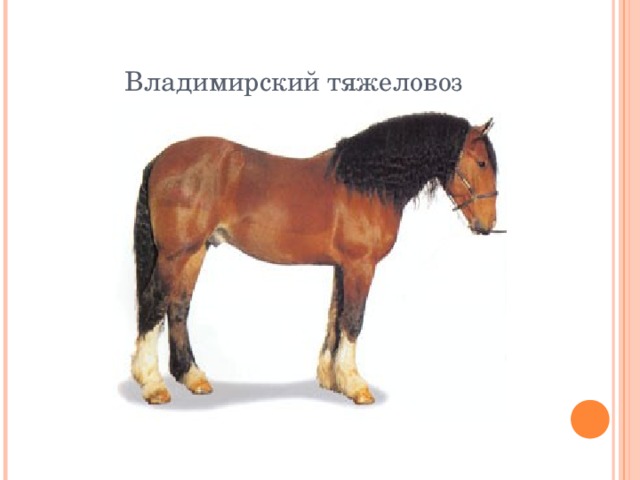 Владимирский тяжеловоз 