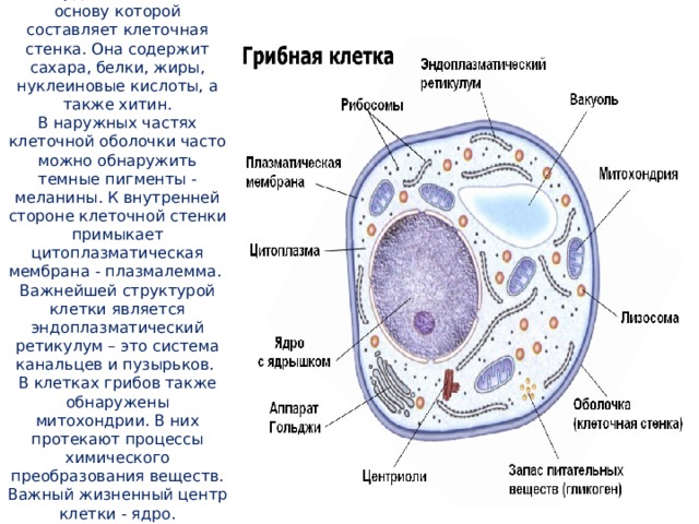 Клетка гриба одета твердой оболочкой, основу которой составляет клеточная стенка. Она содержит сахара, белки, жиры, нуклеиновые кислоты, а также хитин.  В наружных частях клеточной оболочки часто можно обнаружить темные пигменты - меланины. К внутренней стороне клеточной стенки примыкает цитоплазматическая мембрана - плазмалемма.  Важнейшей структурой клетки является эндоплазматический ретикулум – это система канальцев и пузырьков.  В клетках грибов также обнаружены митохондрии. В них протекают процессы химического преобразования веществ.  Важный жизненный центр клетки - ядро. 