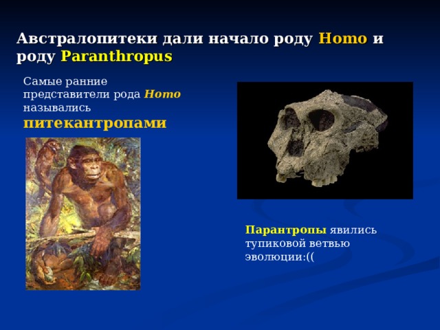 Австралопитеки дали начало роду Homo  и роду Paranthropus Самые ранние представители рода Homo назывались питекантропами Парантропы явились тупиковой ветвью эволюции:(( 