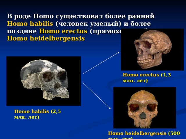 В роде Homo существовал более ранний Homo habilis  (человек умелый) и более поздние Homo erectus ( прямоходящий ) и Homo heidelbergensis Homo erectus  (1,3 млн. лет) Homo habilis  (2,5 млн. лет) Homo heidelbergensis  (500 тыс. лет) 