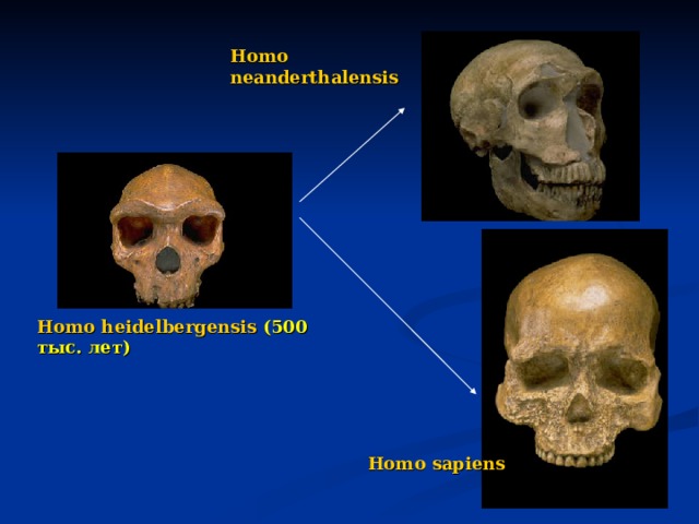 Homo neanderthalensis Homo heidelbergensis  (500 тыс. лет) Homo sapiens 