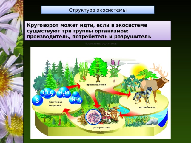 Организмам производителям относятся. Структура экосистемы. Производители в экосистеме. Модель экосистемы.