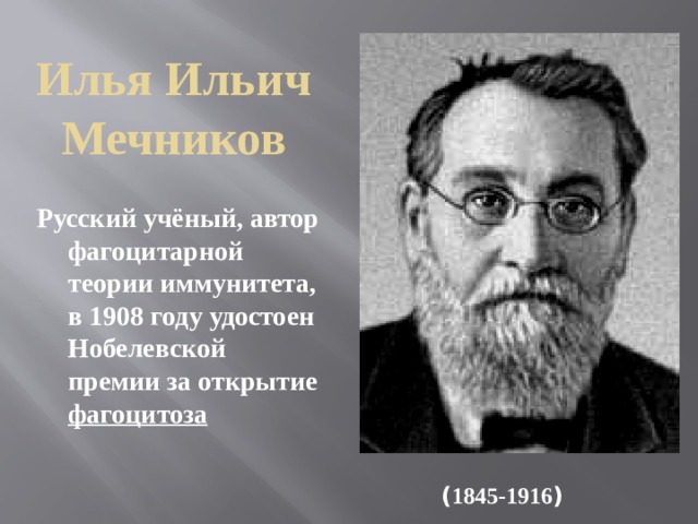 Мечников создал учение о фагоцитарном иммунитете