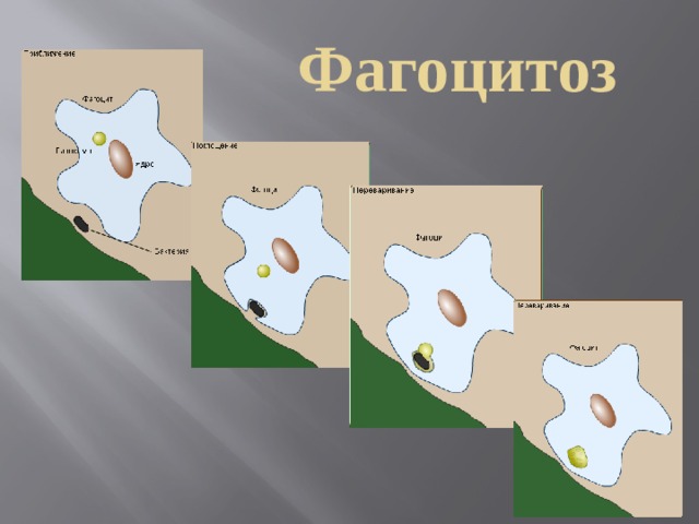 Фагоцитоз 