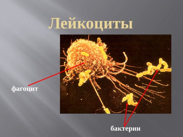 Лейкоциты фагоцит бактерии 