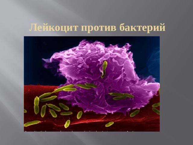 Лейкоцит против бактерий 