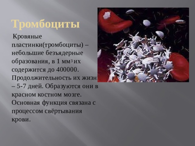 Тромбоциты  Кровяные пластинки(тромбоциты) – небольшие безъядерные образования, в 1 мм 3 их содержится до 400000. Продолжительность их жизни – 5-7 дней. Образуются они в красном костном мозге. Основная функция связана с процессом свёртывания крови. 