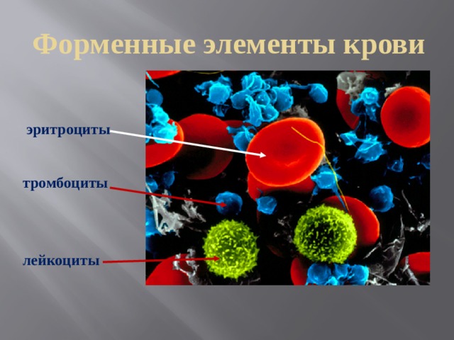 Форменные элементы крови эритроциты тромбоциты лейкоциты 