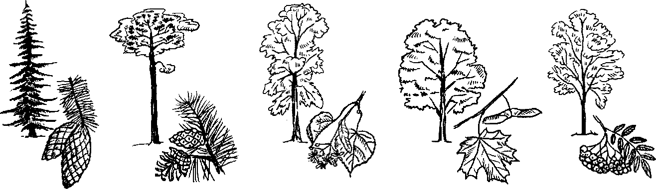 Узнай лиственные деревья по плодам соедини линиями рисунки и названия
