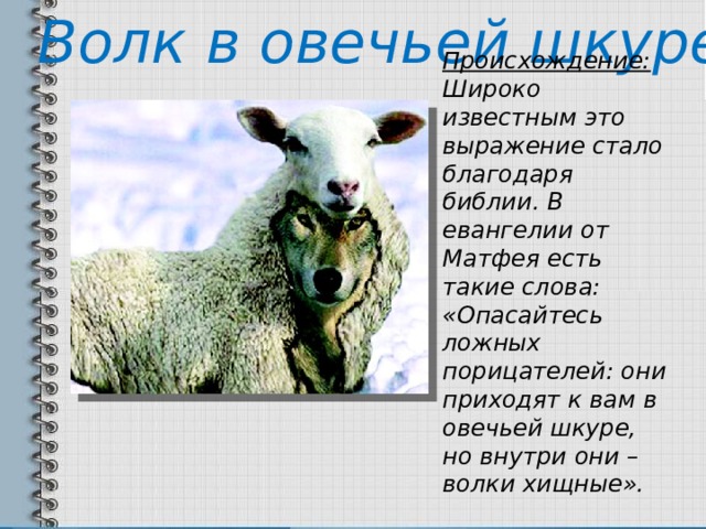 Волк в овечьей шкуре Происхождение: Широко известным это выражение стало благодаря библии. В евангелии от Матфея есть такие слова: «Опасайтесь ложных порицателей: они приходят к вам в овечьей шкуре, но внутри они – волки хищные». 