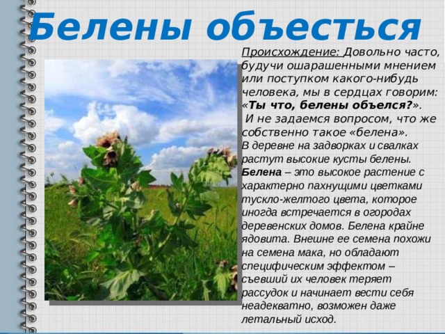 Белены объесться Происхождение: Довольно часто, будучи ошарашенными мнением или поступком какого-нибудь человека, мы в сердцах говорим: « Ты что, белены объелся? ».  И не задаемся вопросом, что же собственно такое «белена». В деревне на задворках и свалках растут высокие кусты белены. Белена – это высокое растение с характерно пахнущими цветками тускло-желтого цвета, которое иногда встречается в огородах деревенских домов. Белена крайне ядовита. Внешне ее семена похожи на семена мака, но обладают специфическим эффектом – съевший их человек теряет рассудок и начинает вести себя неадекватно, возможен даже летальный исход.  