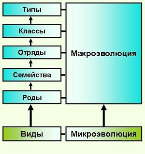 Материал для эволюционного процесса микроэволюции. Микроэволюция и Макроэволюция. Понятие макро и микроэволюции. Микроэволюция схема.