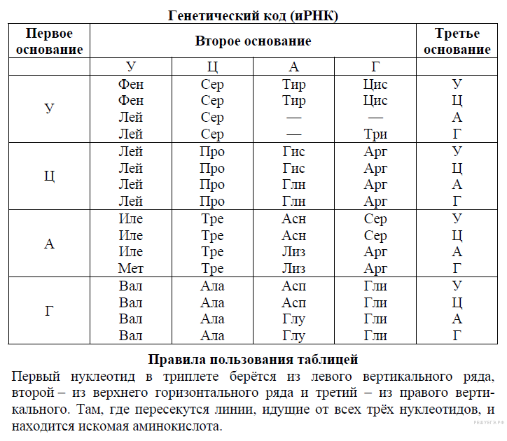 Сколько триплетов в молекуле ирнк кодирует