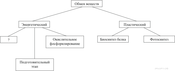 Какие процессы являются примерами пластического обмена