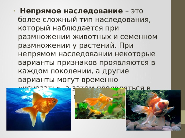  Непрямое наследование – это более сложный тип наследования, который наблюдается при размножении животных и семенном размножении у растений. При непрямом наследовании некоторые варианты признаков проявляются в каждом поколении, а другие варианты могут временно «исчезать», а затем проявляться в последующих поколениях. 