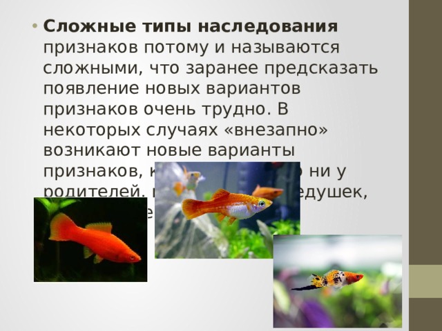 Сложные типы наследования признаков потому и называются сложными, что заранее предсказать появление новых вариантов признаков очень трудно. В некоторых случаях «внезапно» возникают новые варианты признаков, которых не было ни у родителей, ни у бабушек–дедушек, ни у тетушек–дядюшек. 