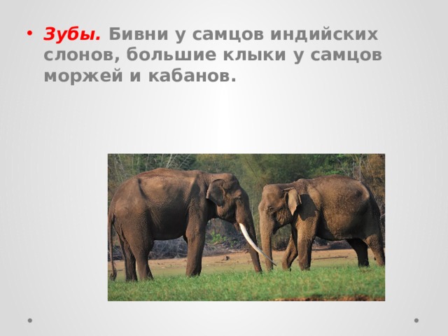 Зубы.   Бивни у самцов индийских слонов, большие клыки у самцов моржей и кабанов.  