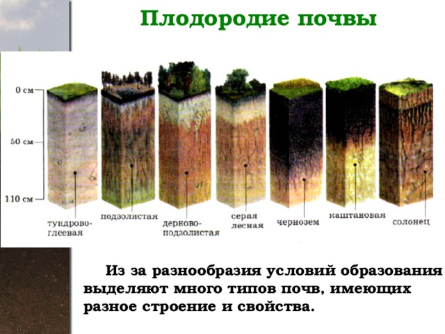 Плодородие почвы  Из за разнообразия условий образования выделяют много типов почв, имеющих разное строение и свойства. 