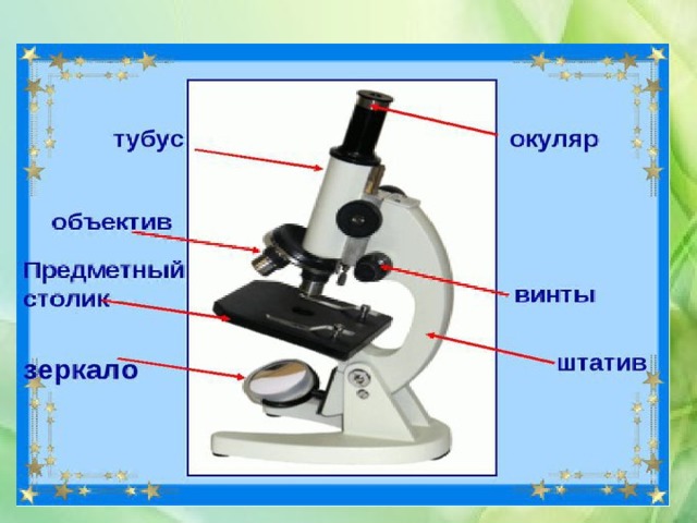 Работа с микроскопом 5 класс. Устройство микроскопа и правила работы с ним. Строение и правила работы с микроскопом. Правила строение микроскопа. Строение микроскопа и правила работы с ним.