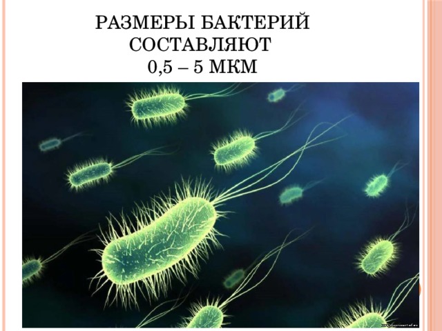 Размеры бактерий составляют  0,5 – 5 мкм 