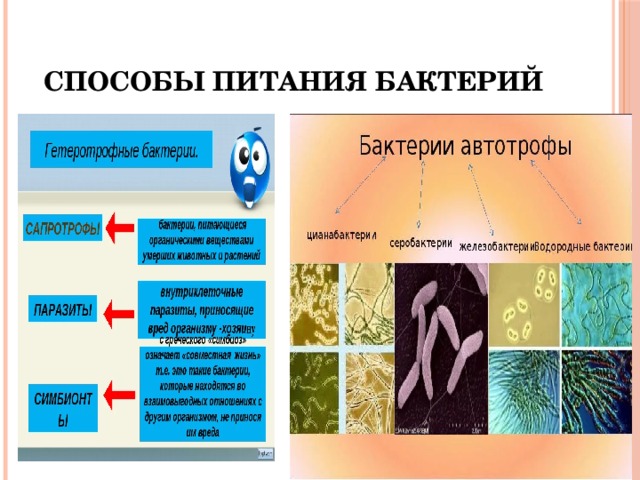 По способу питания большинство бактерий. Схема питания бактерий 5 класс биология. Классификация бактерий автотрофы. Способы питания бактерий. Типы питания микроорганизмов.
