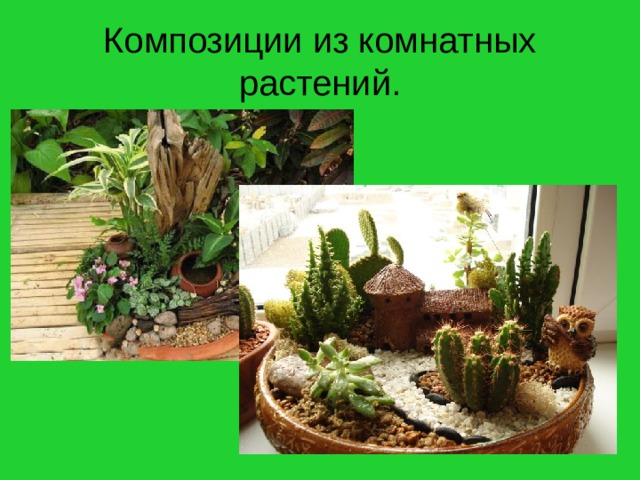Композиции из комнатных растений. 