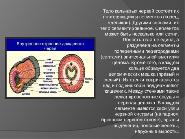 Пространство между стенкой тела и внутренними органами у кольчатых червей разделено перегородками на