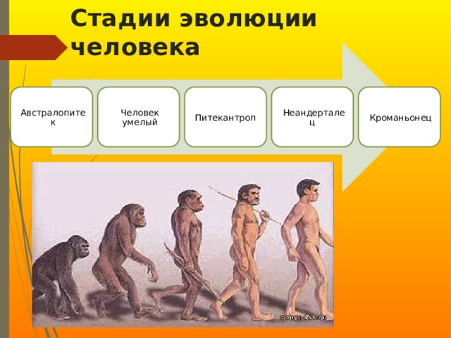 Стадии эволюции человека Австралопитек Человек умелый Питекантроп Неандерталец Кроманьонец 