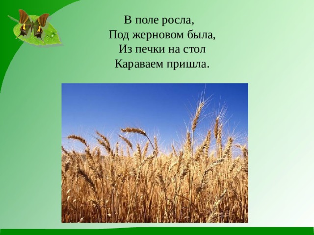 В поле росла,  Под жерновом была,  Из печки на стол  Караваем пришла. 