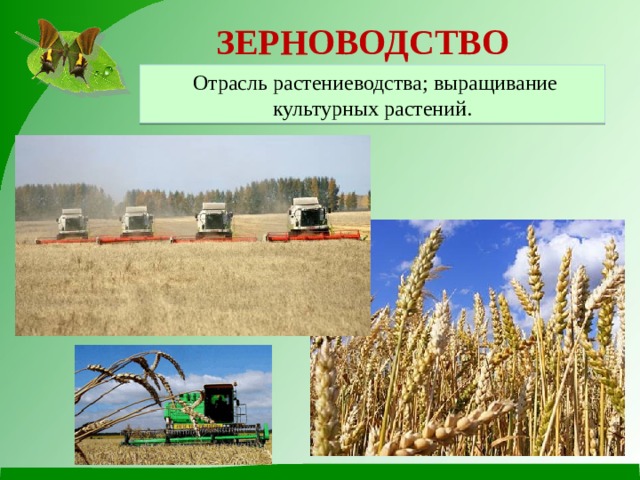 ЗЕРНОВОДСТВО  Отрасль растениеводства; выращивание культурных растений. 