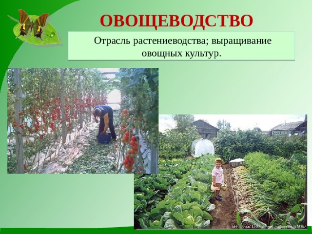 ОВОЩЕВОДСТВО  Отрасль растениеводства; выращивание овощных культур. 