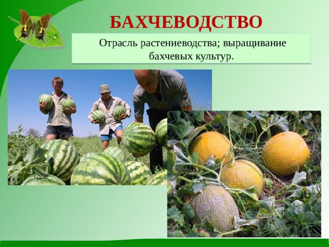БАХЧЕВОДСТВО  Отрасль растениеводства; выращивание бахчевых культур. 