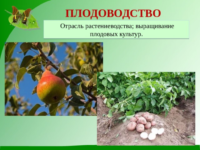 ПЛОДОВОДСТВО  Отрасль растениеводства; выращивание плодовых культур. 