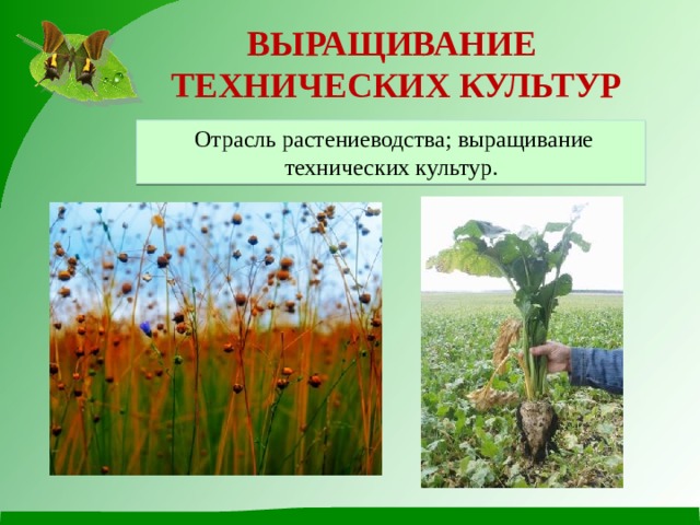 ВЫРАЩИВАНИЕ ТЕХНИЧЕСКИХ КУЛЬТУР  Отрасль растениеводства; выращивание технических культур. 