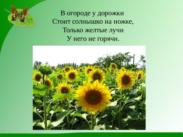 В огороде у дорожки  Стоит солнышко на ножке,  Только желтые лучи  У него не горячи. 