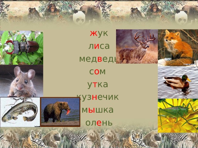 ж ук л и са мед в едь с о м у т ка куз н ечик м ы шка ол е нь 