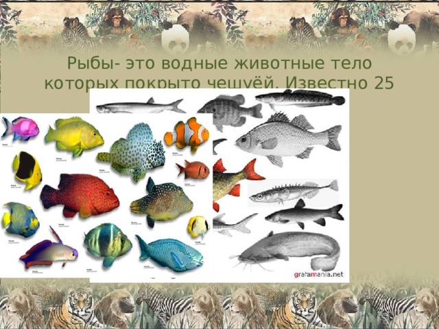 Рыбы- это водные животные тело которых покрыто чешуёй. Известно 25 тысяч различных видов рыб. 