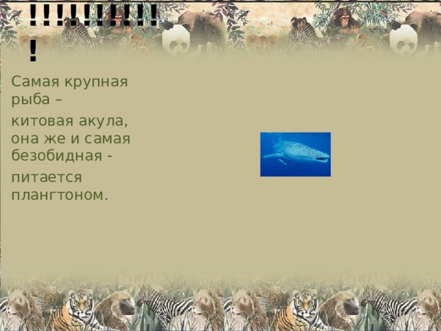 !!!!!!!!!!! Самая крупная рыба – китовая акула, она же и самая безобидная - питается плангтоном. 