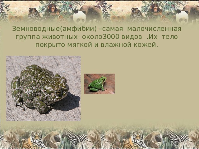 Земноводные(амфибии) –самая малочисленная группа животных- около3000 видов .Их тело покрыто мягкой и влажной кожей.    