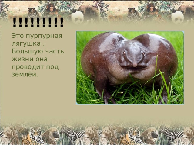 !!!!!!!!! Это пурпурная лягушка . Большую часть жизни она проводит под землёй. 