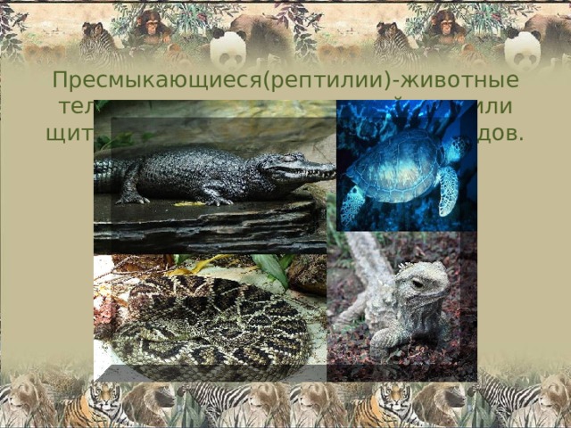 Пресмыкающиеся(рептилии)-животные тело которых покрыто чешуйками или щитками. Насчитывается 9 тысяч видов. 