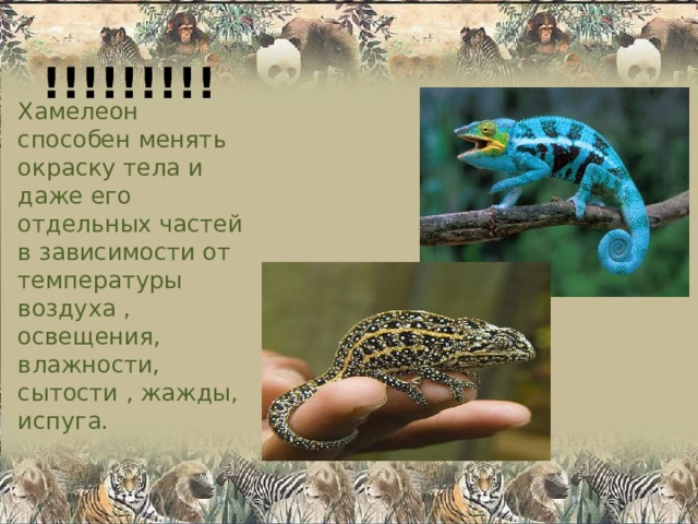 !!!!!!!!! Хамелеон способен менять окраску тела и даже его отдельных частей в зависимости от температуры воздуха , освещения, влажности, сытости , жажды, испуга. 