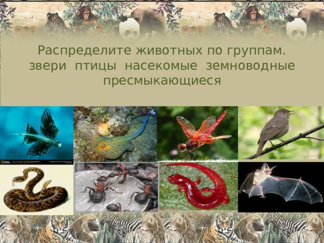 Распределите животных по группам.  звери птицы насекомые земноводные пресмыкающиеся 