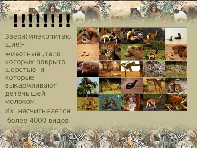 !!!!!!!! Звери(млекопитающие)- животные ,тело которых покрыто шерстью и которые выкармливают детёнышей молоком. Их насчитывается  более 4000 видов. 
