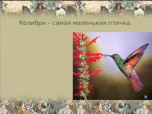 Колибри – самая маленькая птичка. 