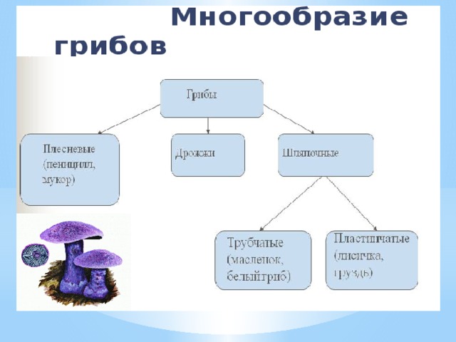 Многообразие и значение. Многообразие грибов. Разнообразие грибов схема. Схема многообразие грибов. Разнообразие грибов таблица.