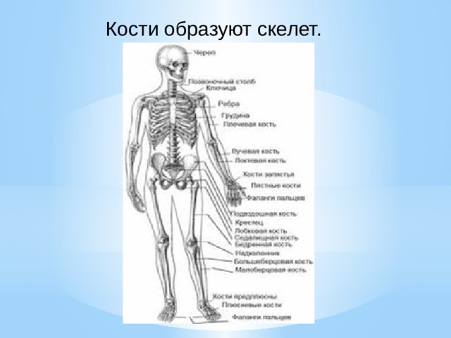 Кости образуют скелет. 