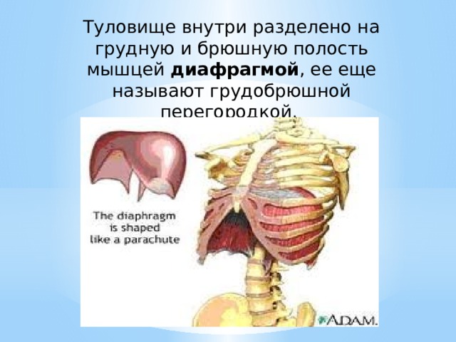 Туловище внутри разделено на грудную и брюшную полость мышцей диафрагмой , ее еще называют грудобрюшной перегородкой. 