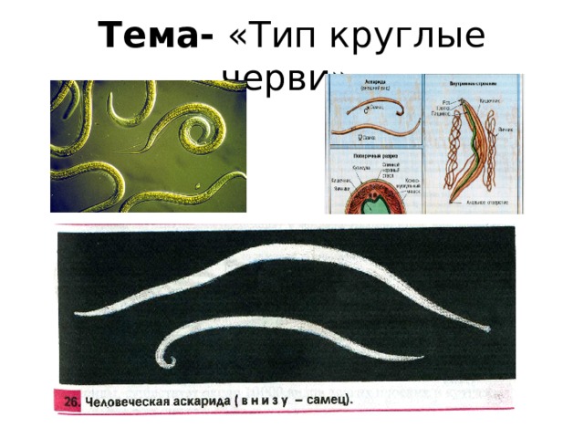 Круглыми червями являются. Таблица круглые черви паразиты животных и человека.